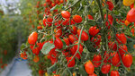 Kuzey Farm (İzmir, Dikili District, Şehit Sami Akbulut Cad.) ، صيدلية
