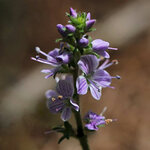 Healing Herbs (İzmir, Tire, Fatih Mah., Millet Cad.), phytoproducts, dietary supplements