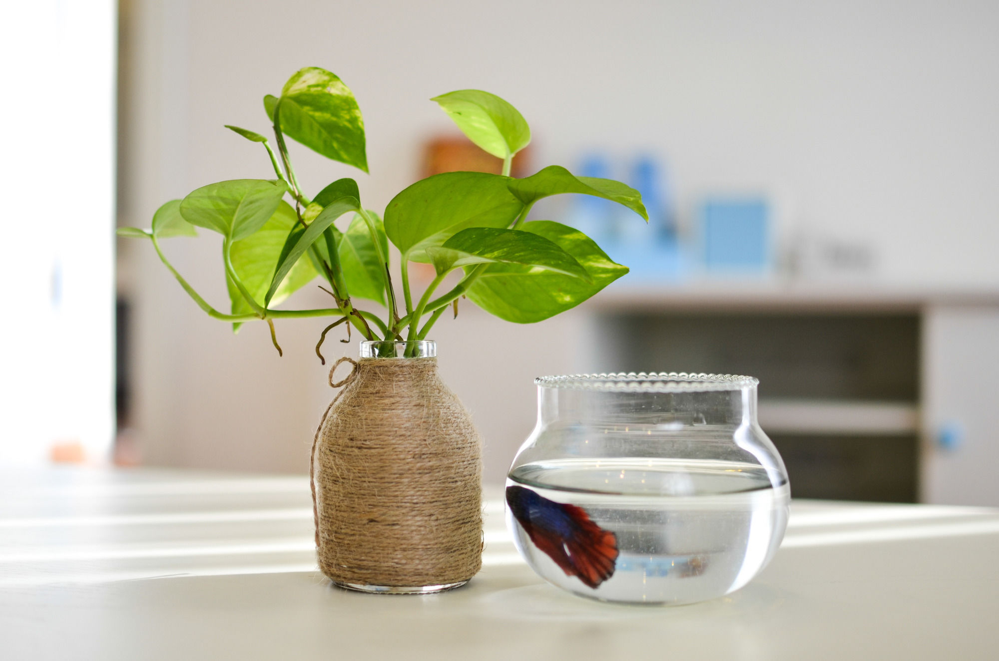 Фото Palmier Hotel