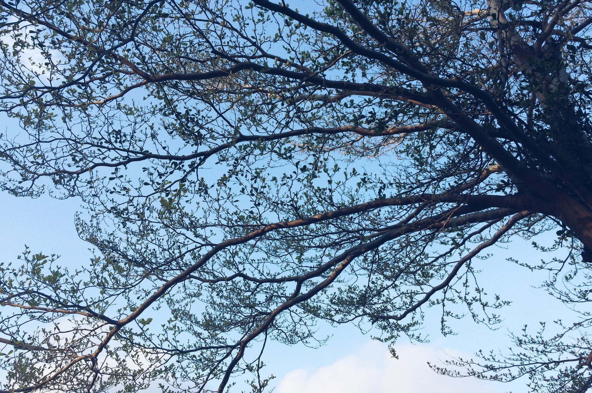 Фото Altrove House - Hostel