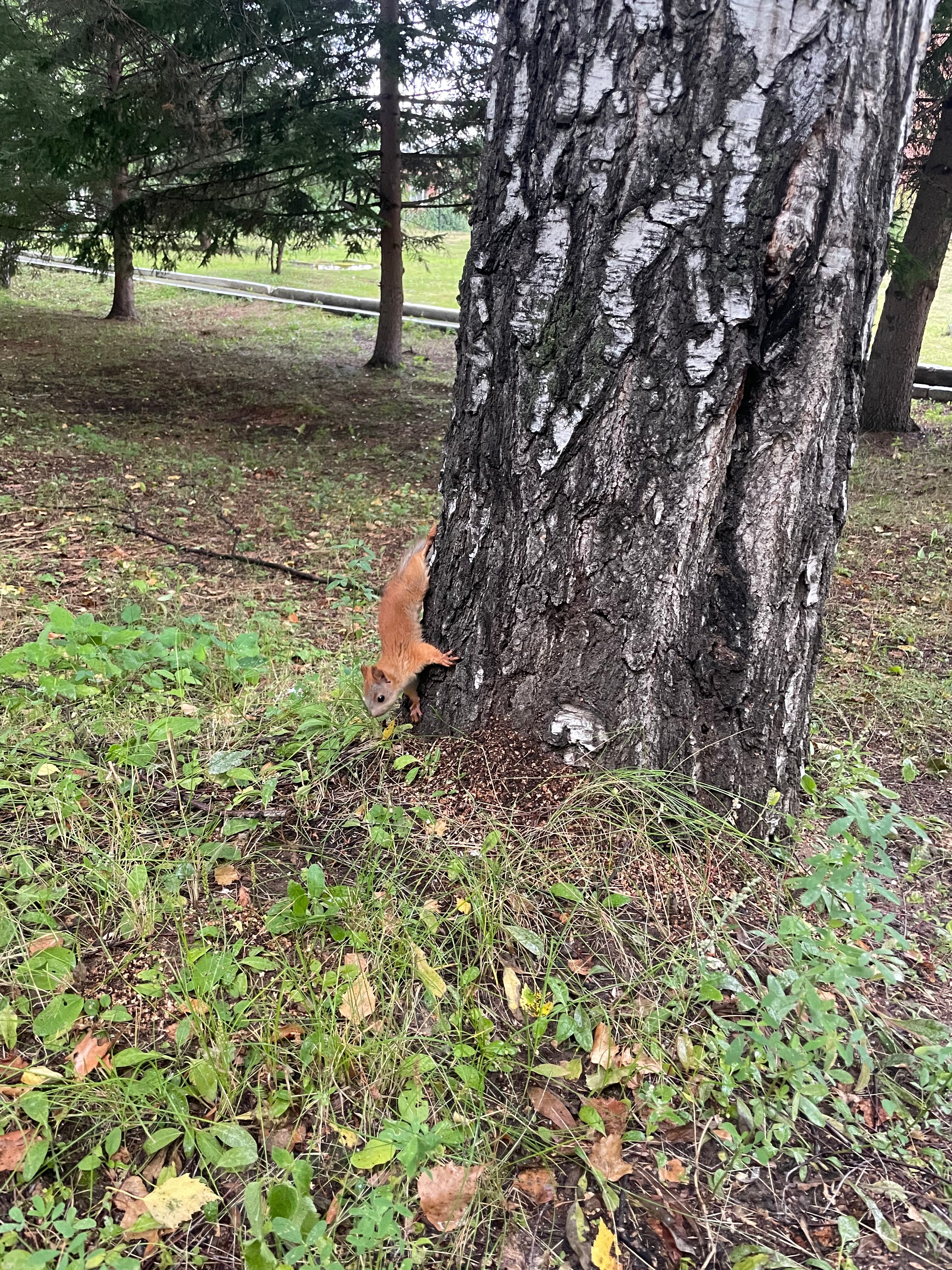 Фото Сосновый бор