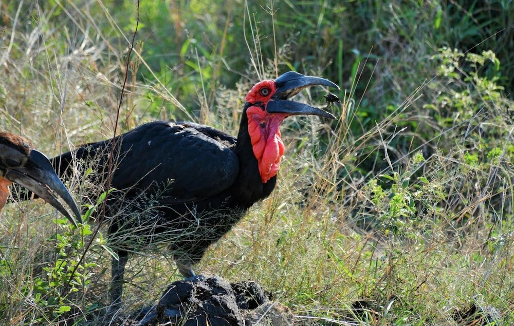 Фото Bona Ngwenya Lodge