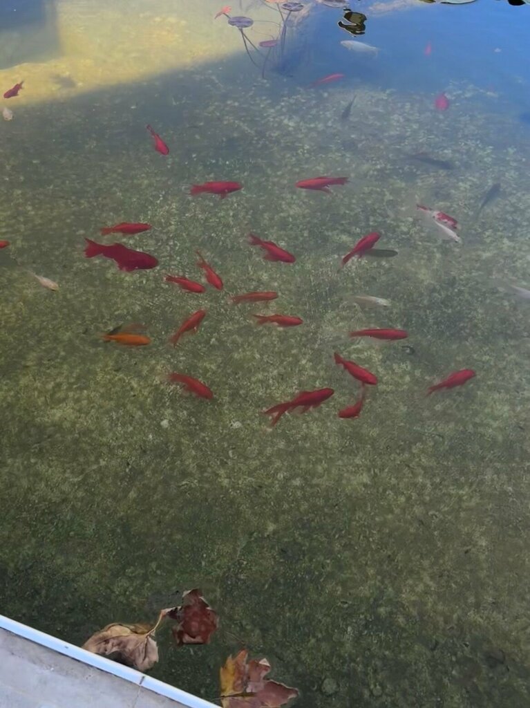 Park Nilufer and Art Park, Bolu, photo