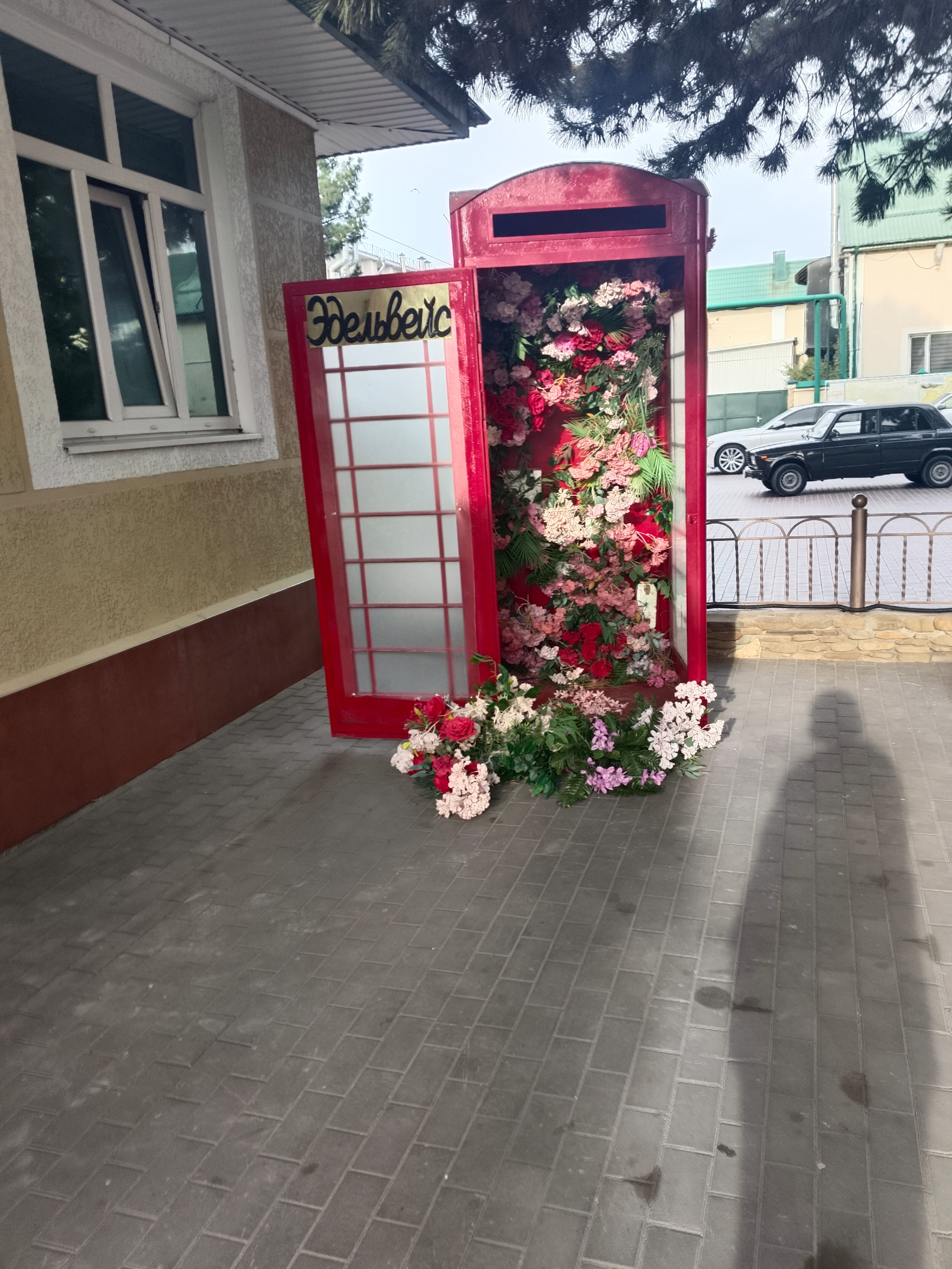 Фото Эдельвейс