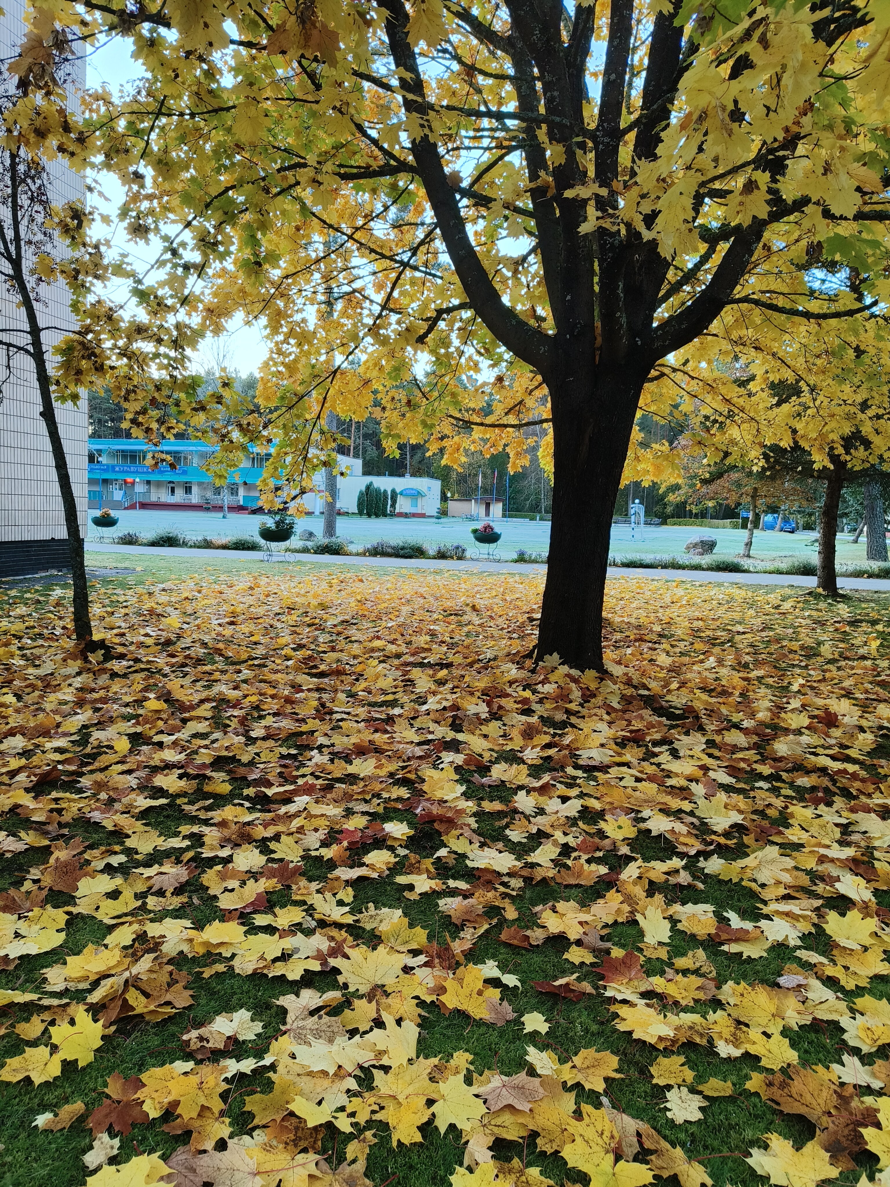 Фото Журавушка