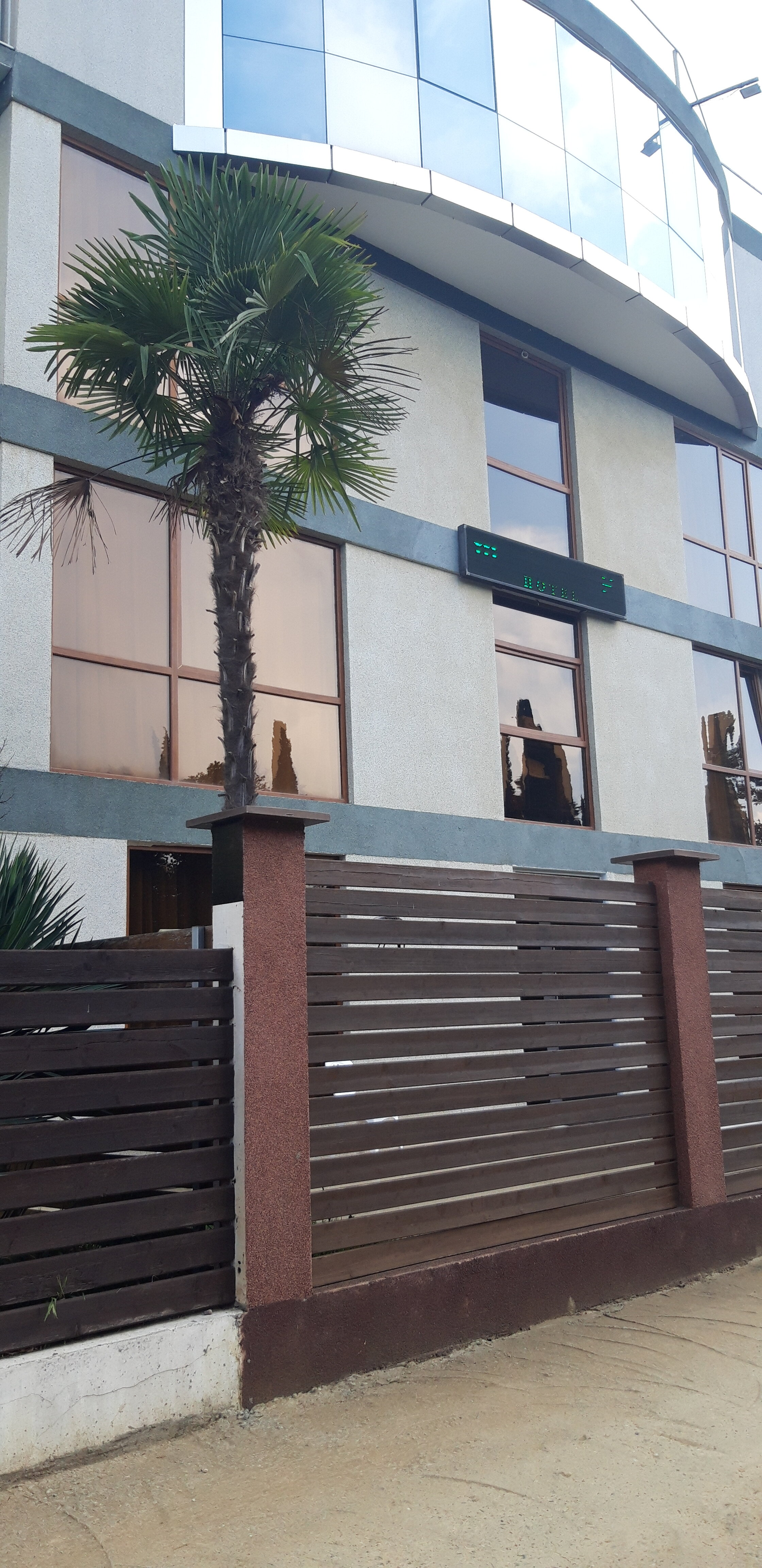 Фото Пальма