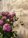 Галерея цветов (ulitsa Zhukovskogo, 11), flower shop