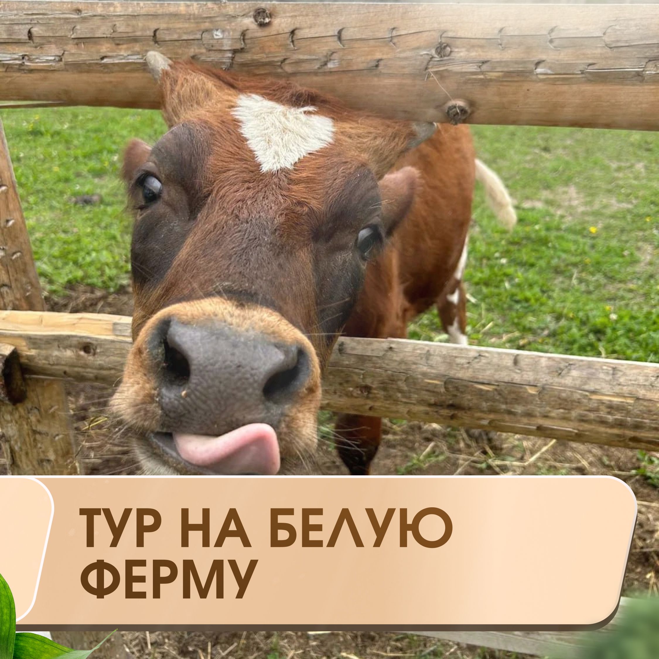 Фото Вилла Ялгуба