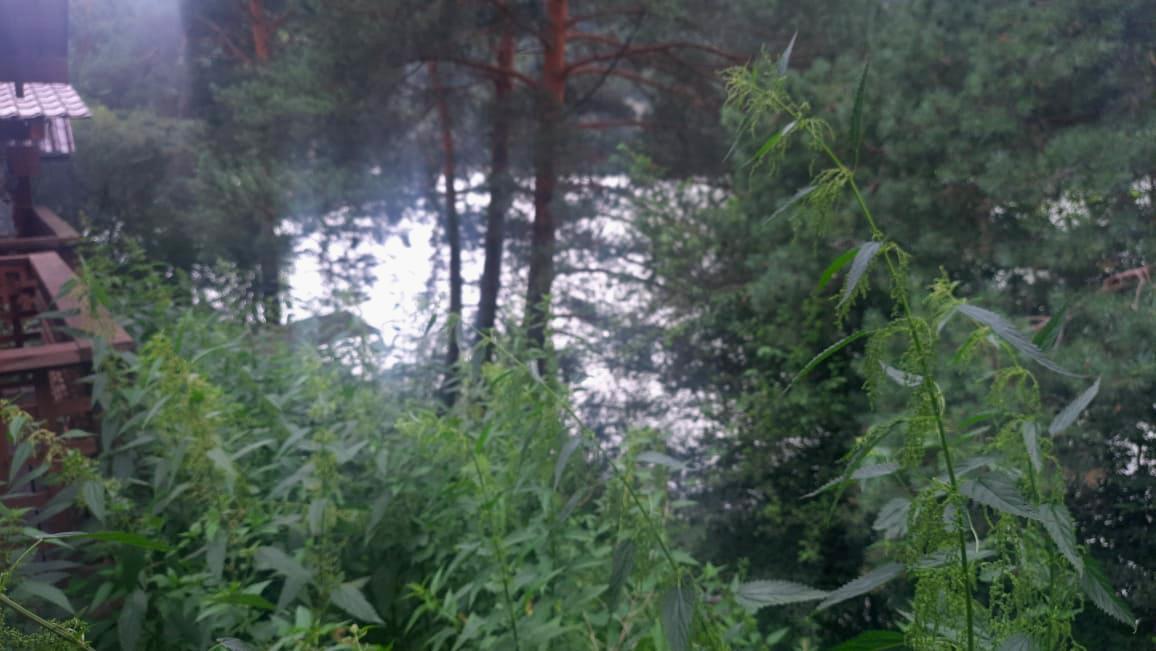 Фото Индиго