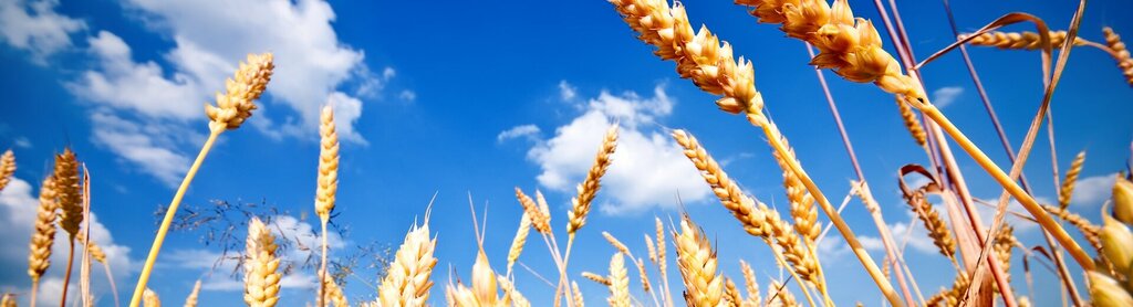Agricultural goods Mete Tarım Ürünleri, Konya, photo