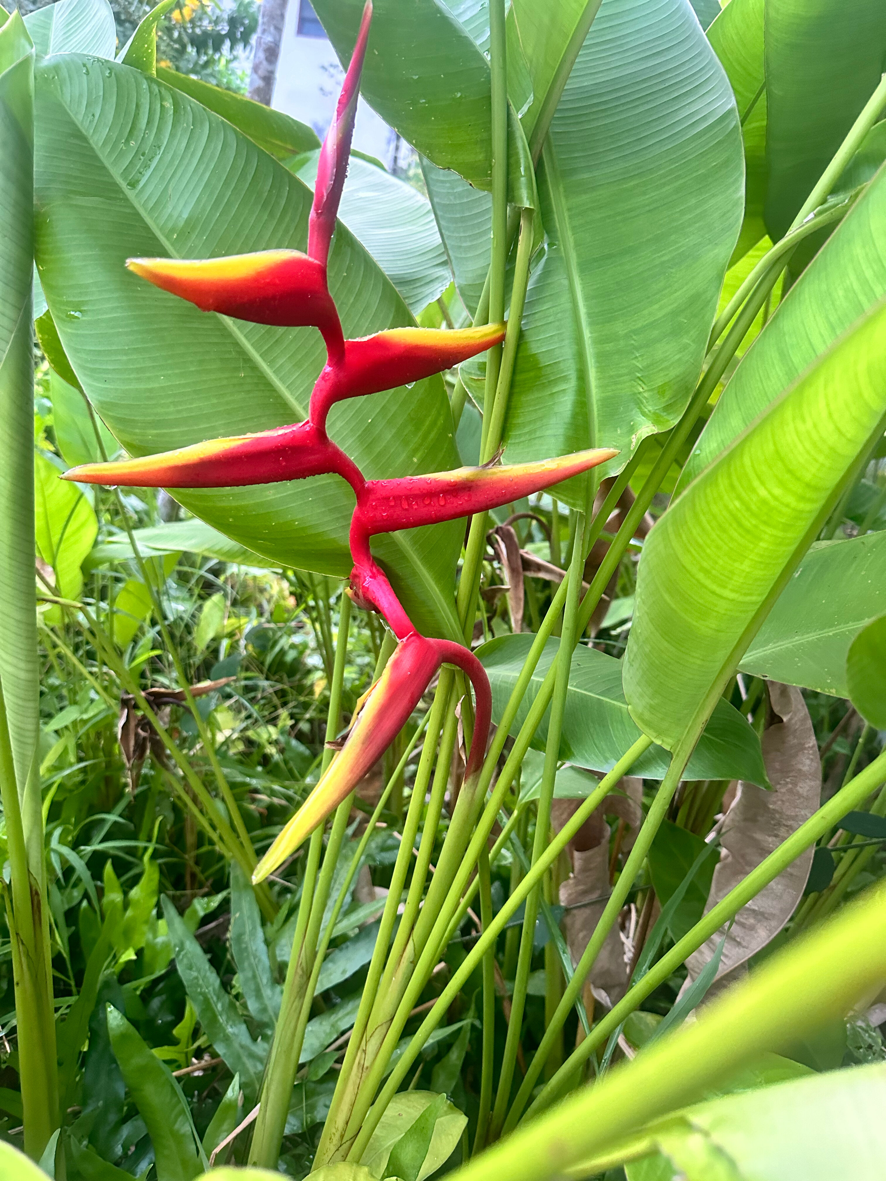 Фото Palm Galleria Resort