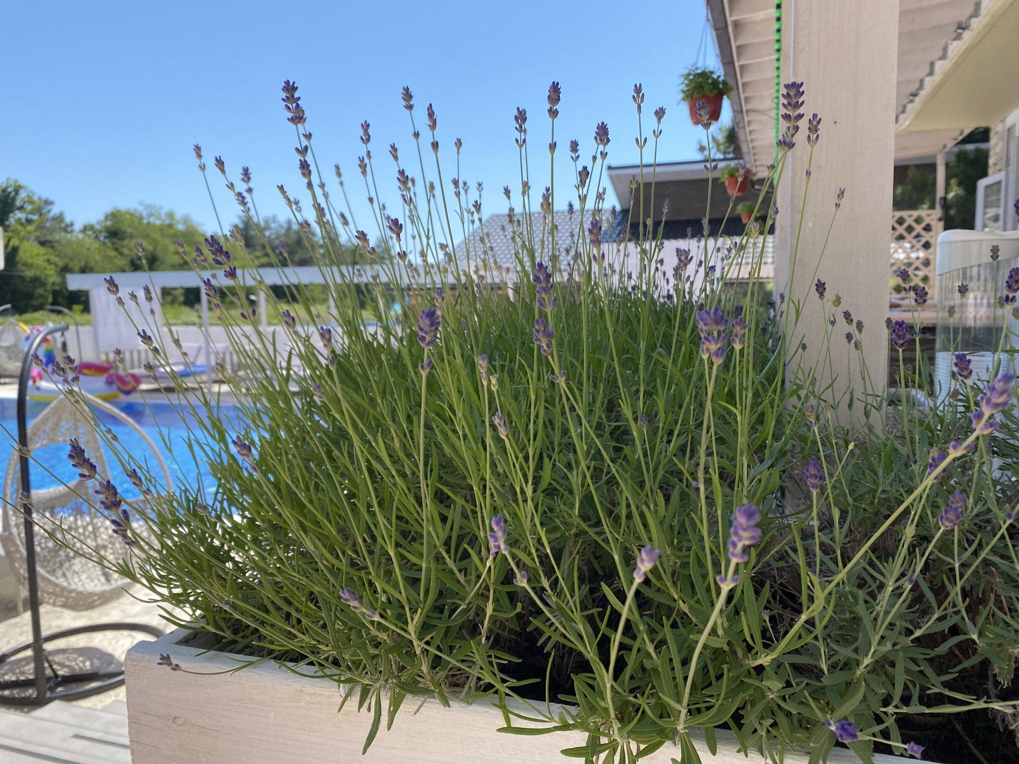 Фото Кромвель Вайт