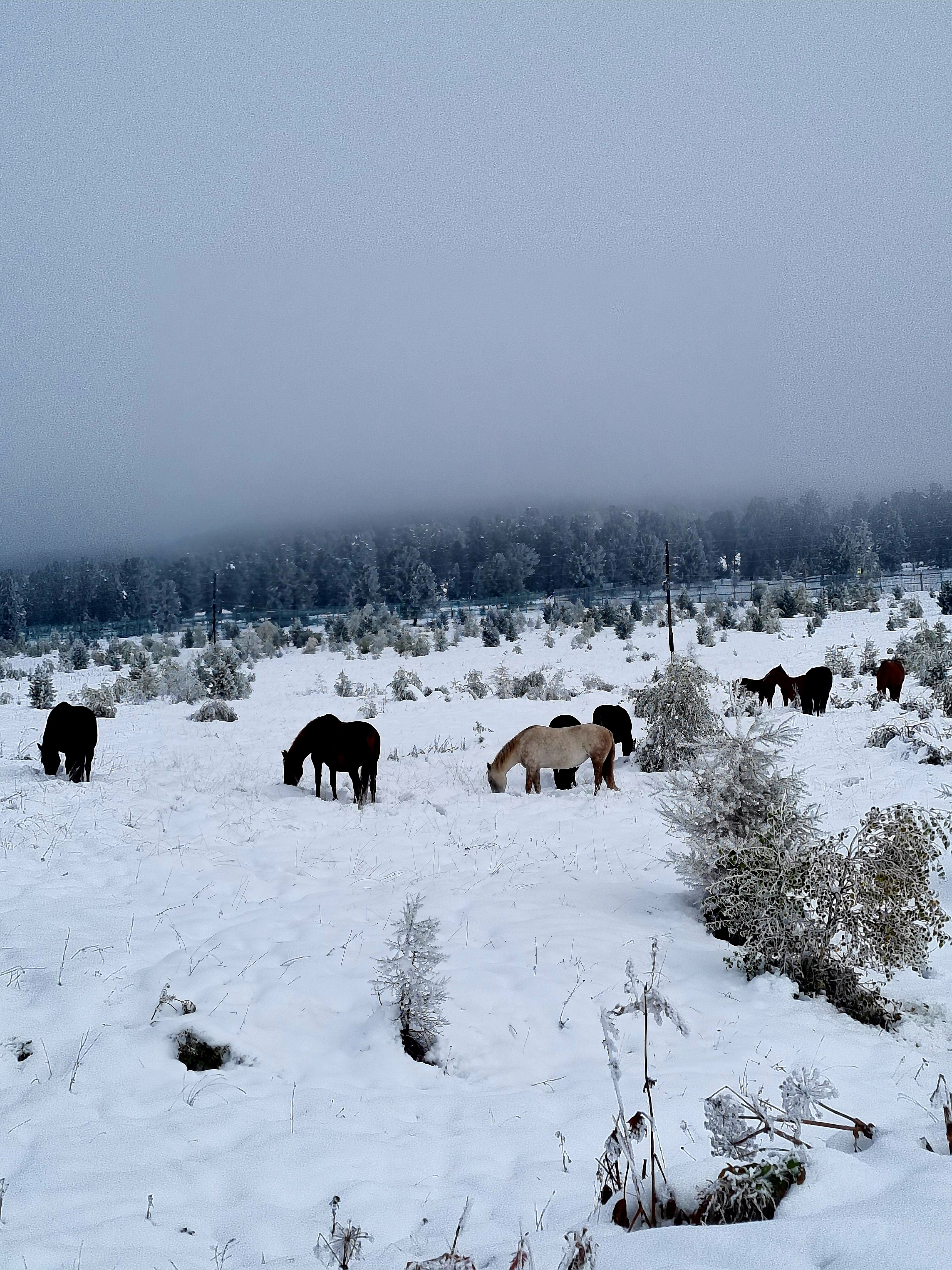 Фото Алтайские терема
