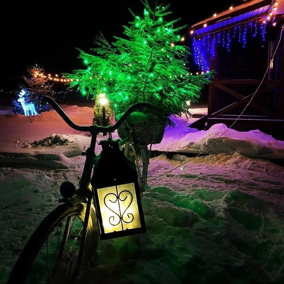 Фото Сосновая роща