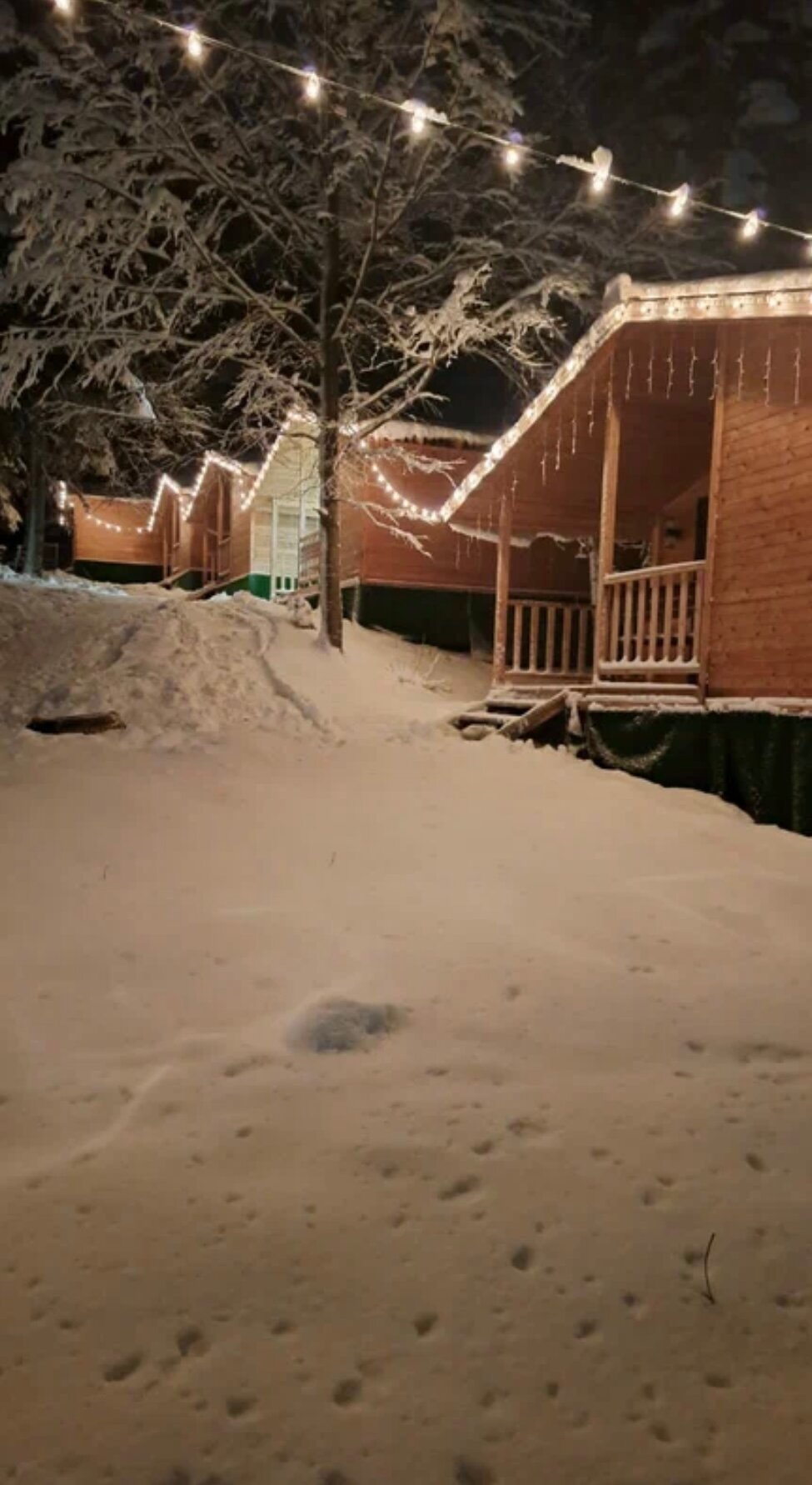 Фото Горная Мята