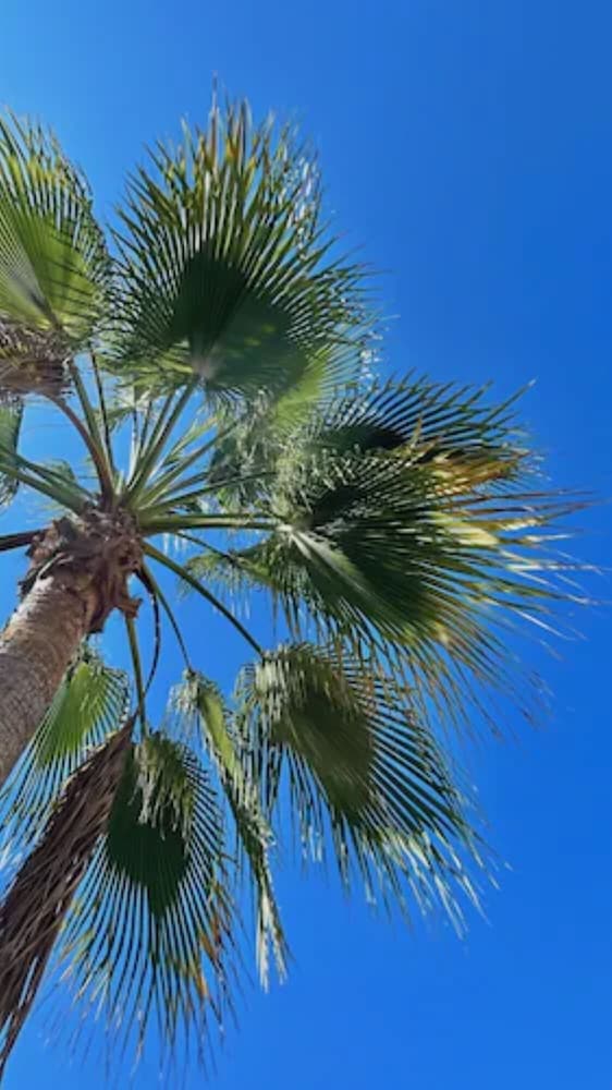 Фото Semiramis Apartments by Estia