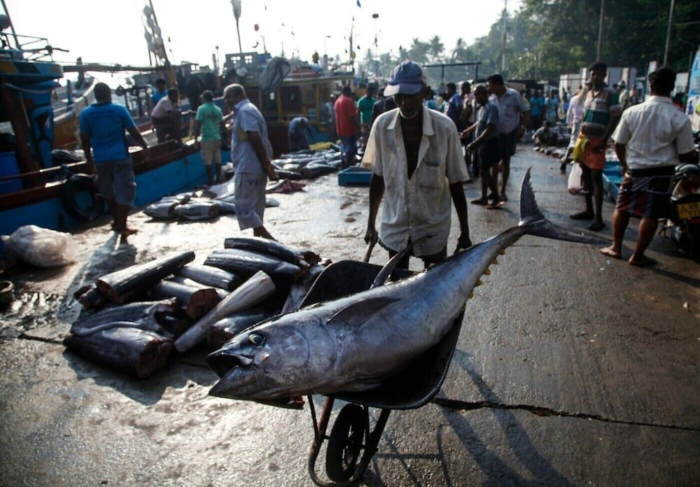 Фото Shehan Guest House