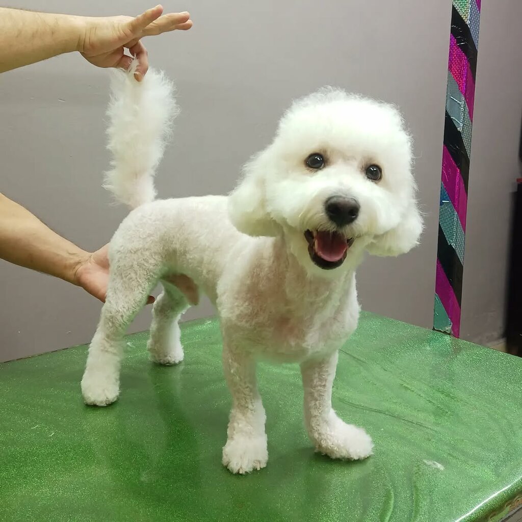 Pet salon Cennet Pet Kuaför, Istanbul, photo