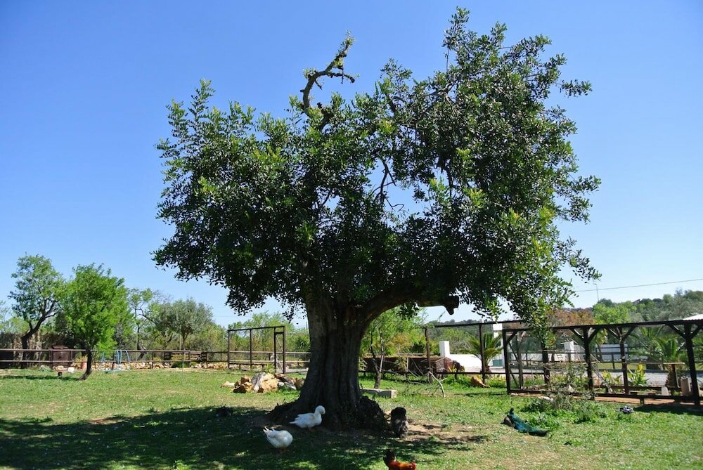 Фото Centre Algarve