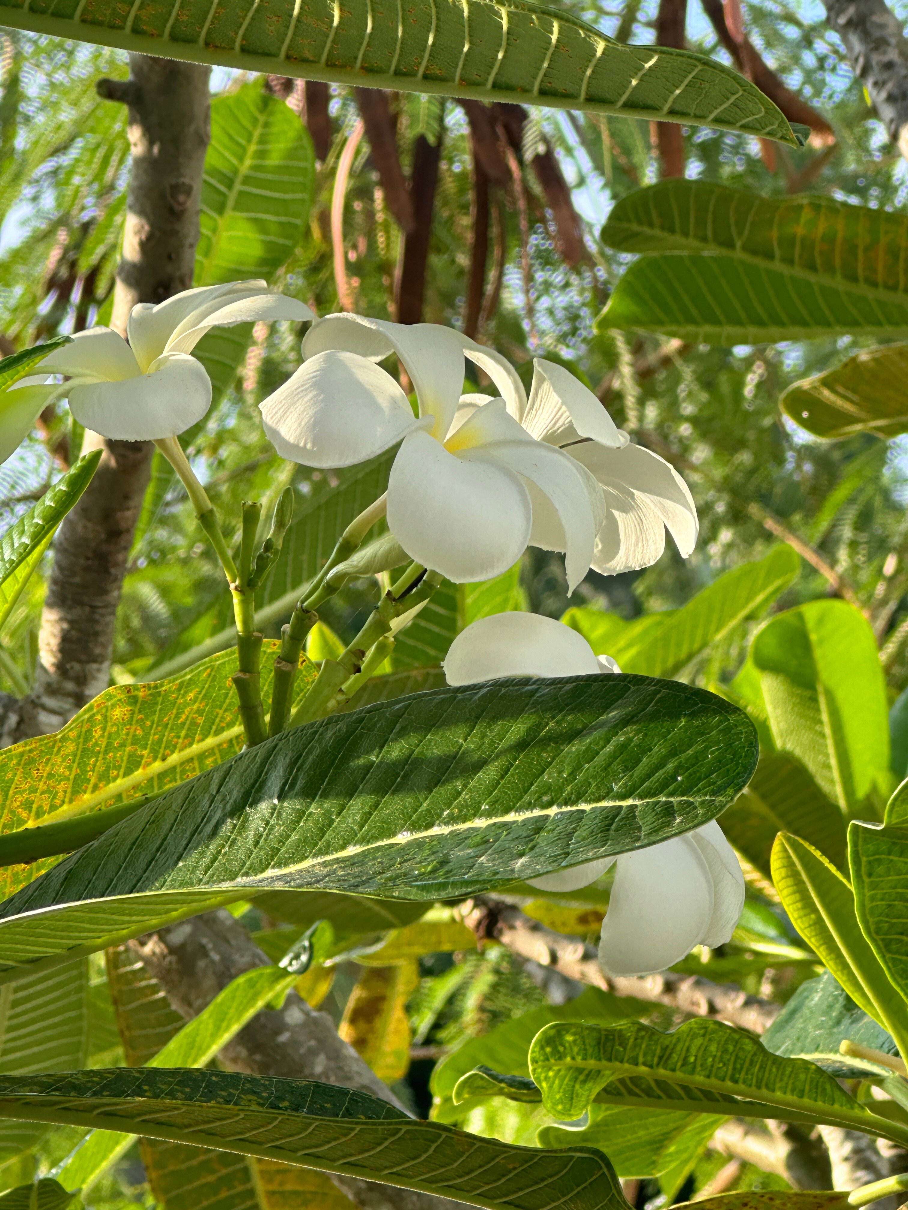 Фото Utopia Naiharn