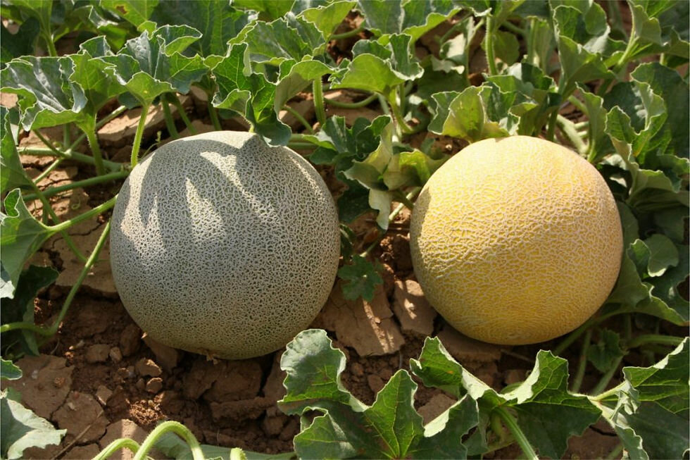 Fodder and feed additives E-z Tohumculuk, Kumluca, photo