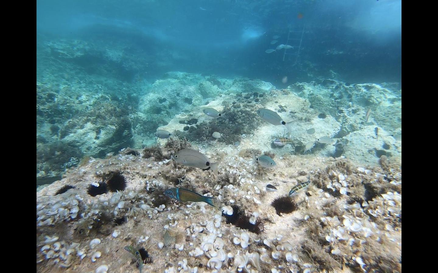 Фото Nereida Aparthotel