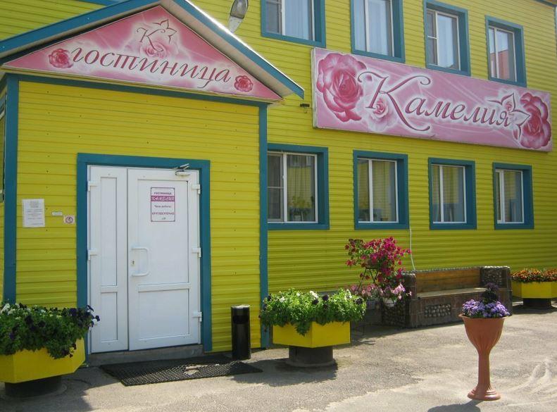 Фото Камелия