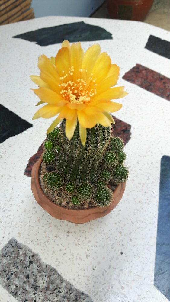 Фото Canaan Guesthouse