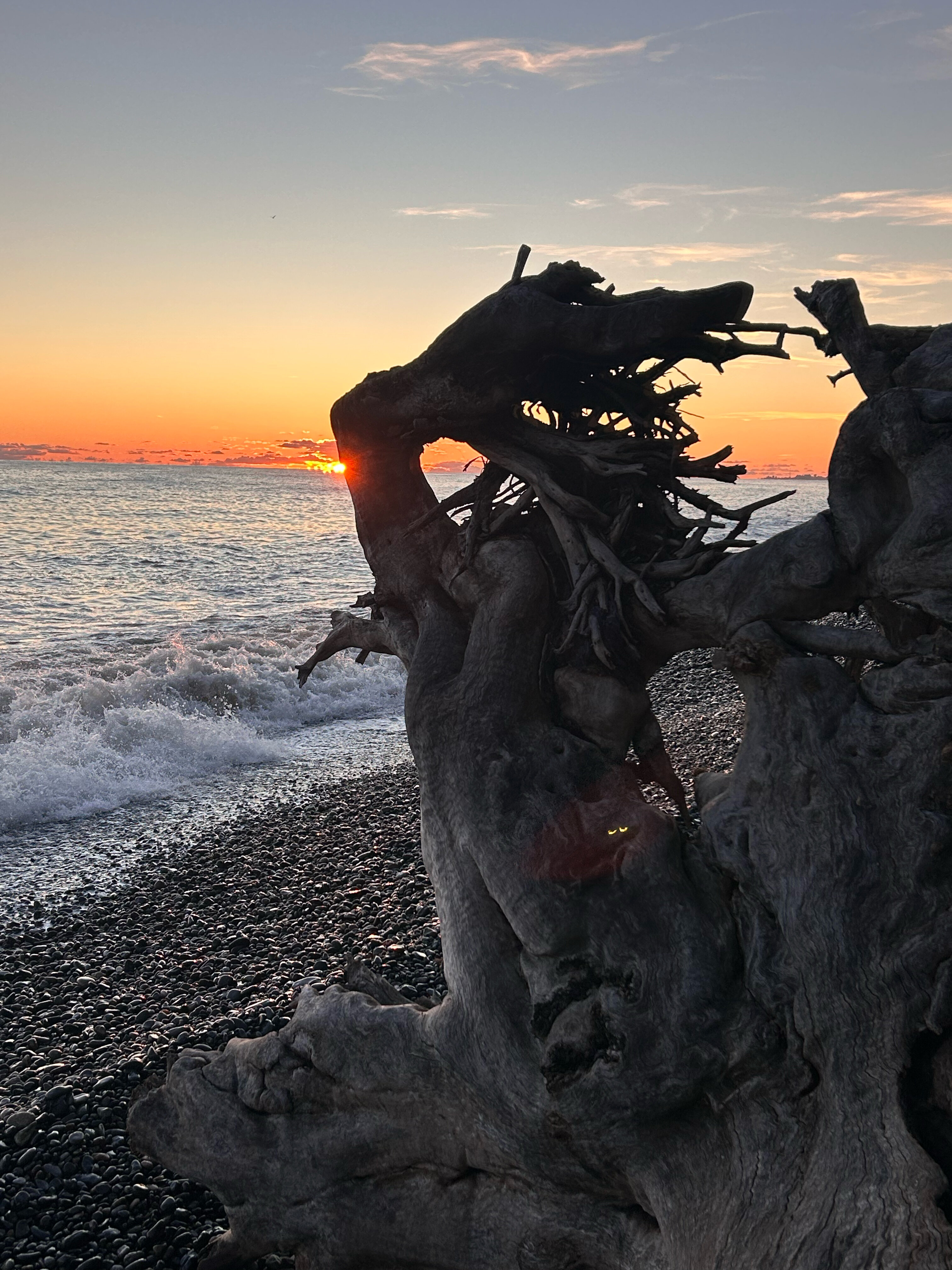 Фото Эвкалиптовая роща