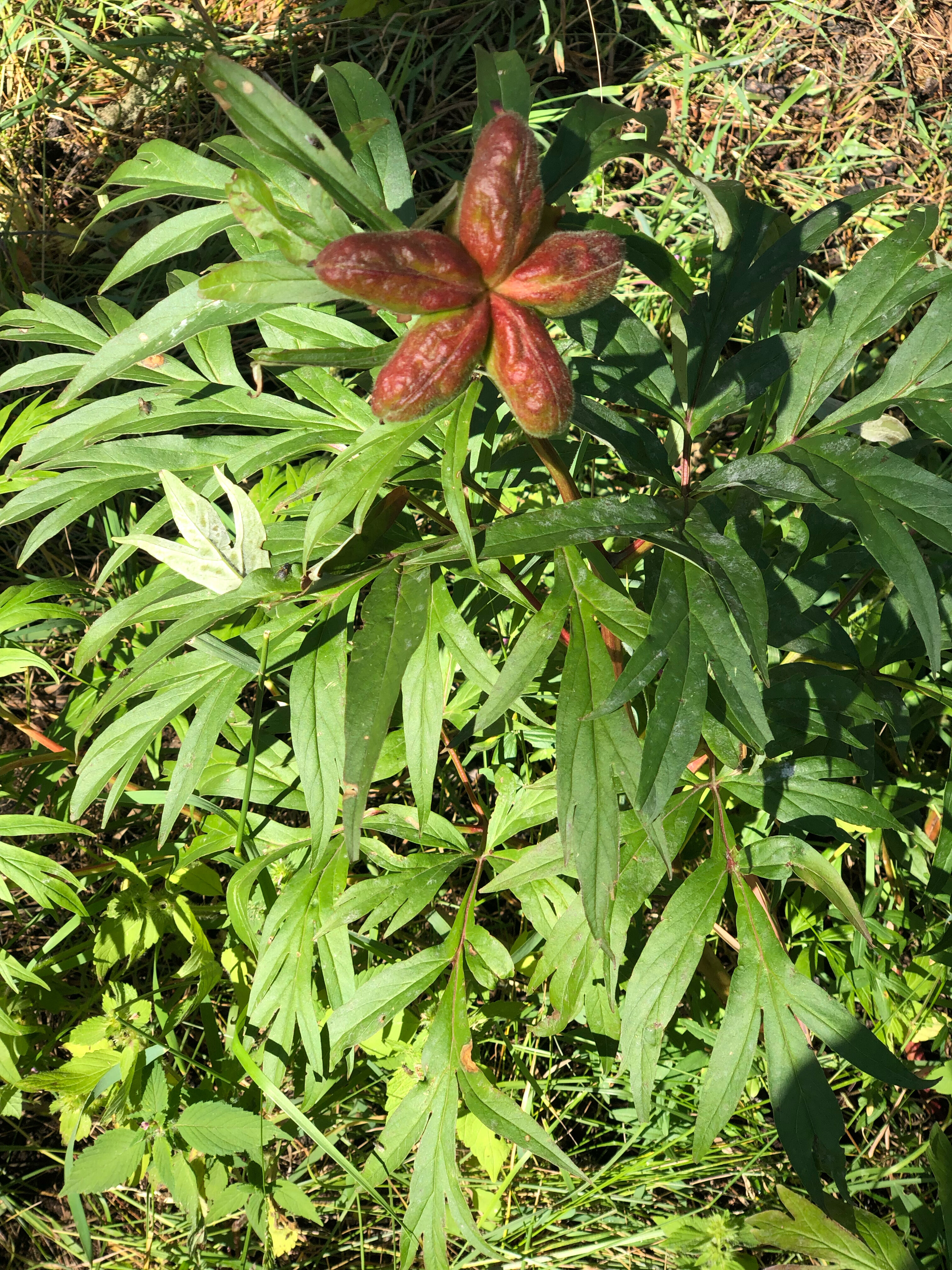 Фото Алтайна