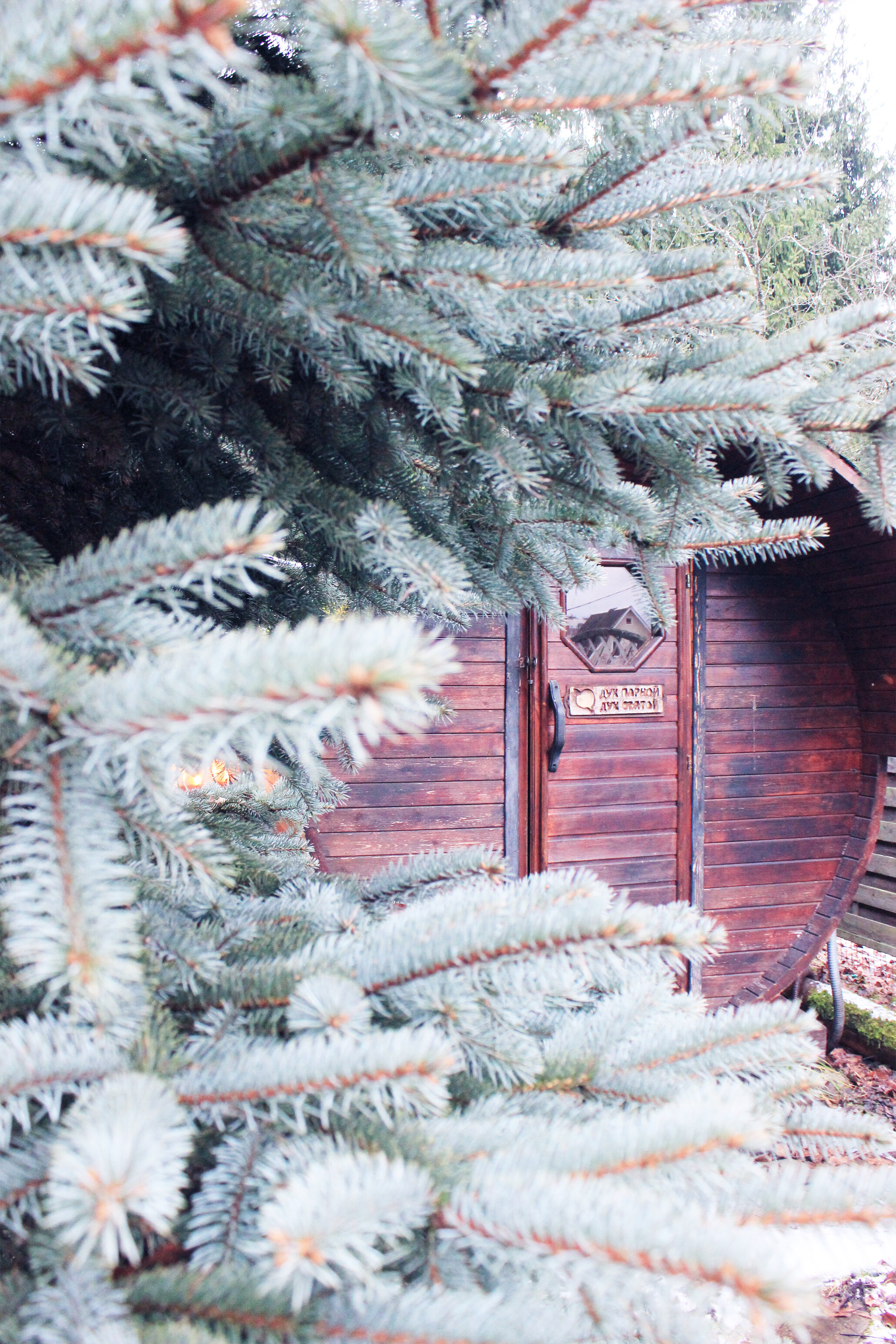 Фото Викинг