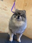 Grymer_bublik.by (Suharawskaja Street, 46), pet salon