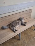 Нефрон (ulitsa Gogolya, 5), clínica veterinaria
