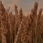 Zerno. krg (Reznïk street, 7/2), fodder and feed additives