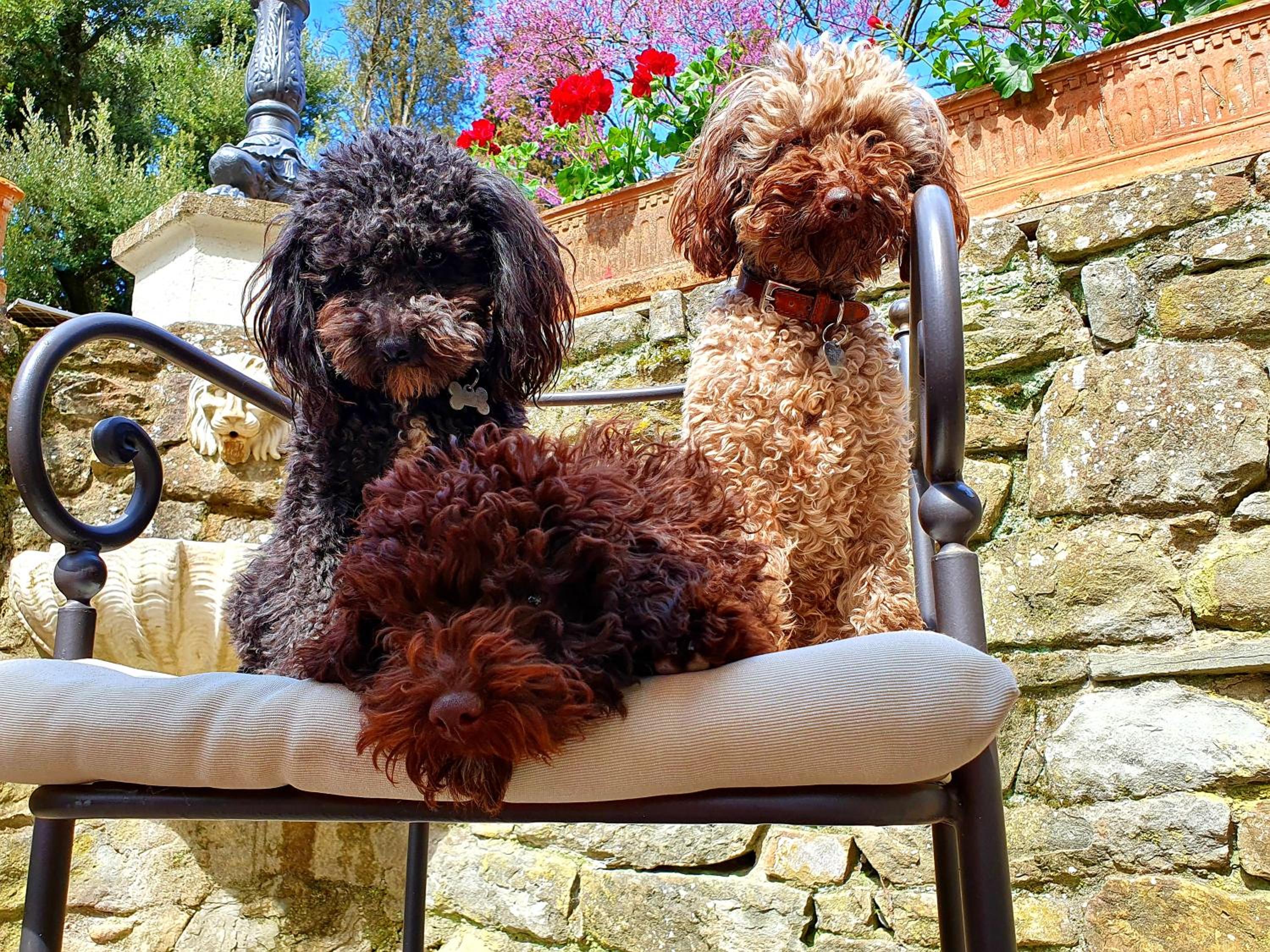 Фото Villa Nardi - Residenza D'Epoca