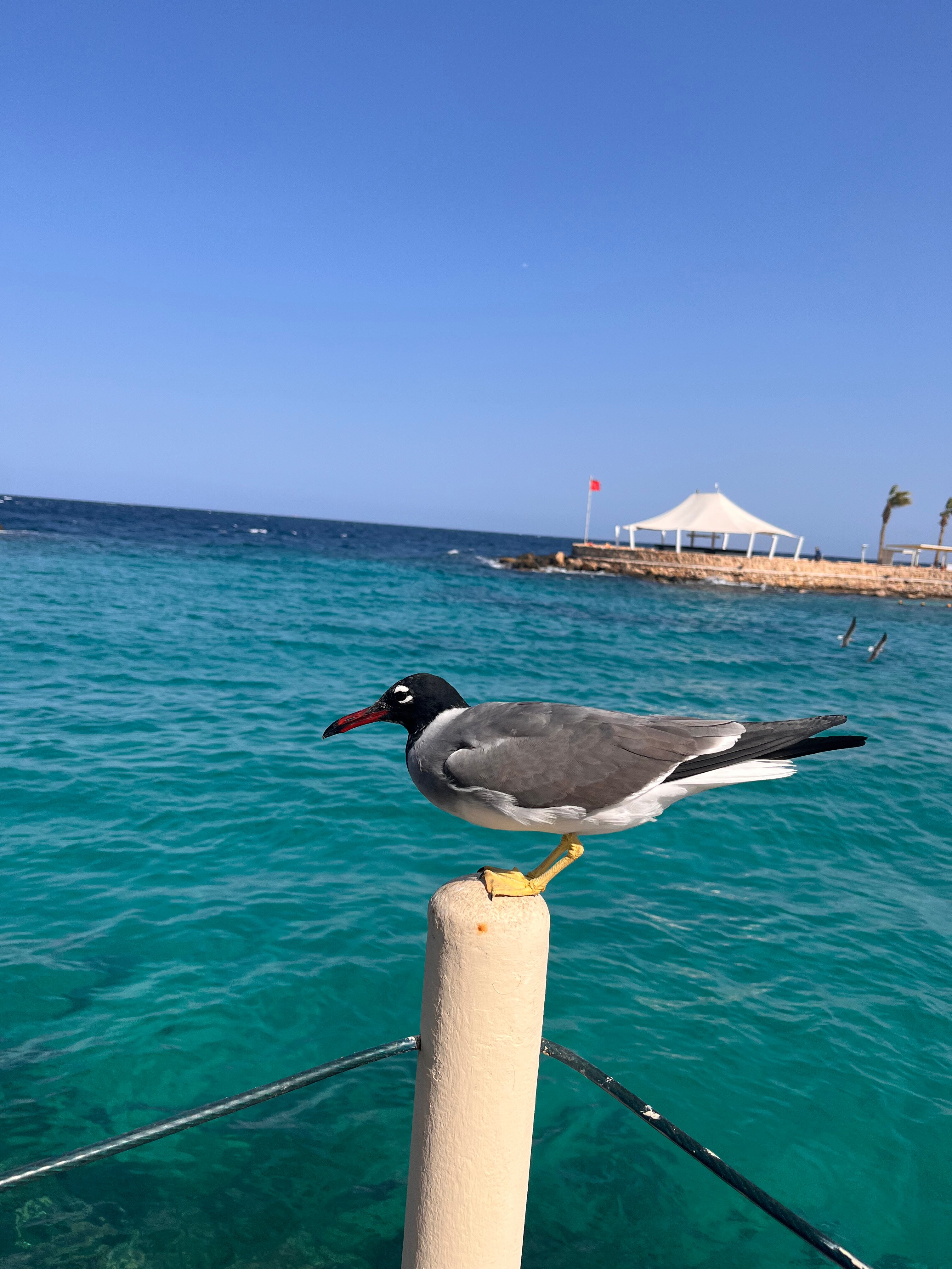 Фото Пикальбатрос Цитадель Резорт