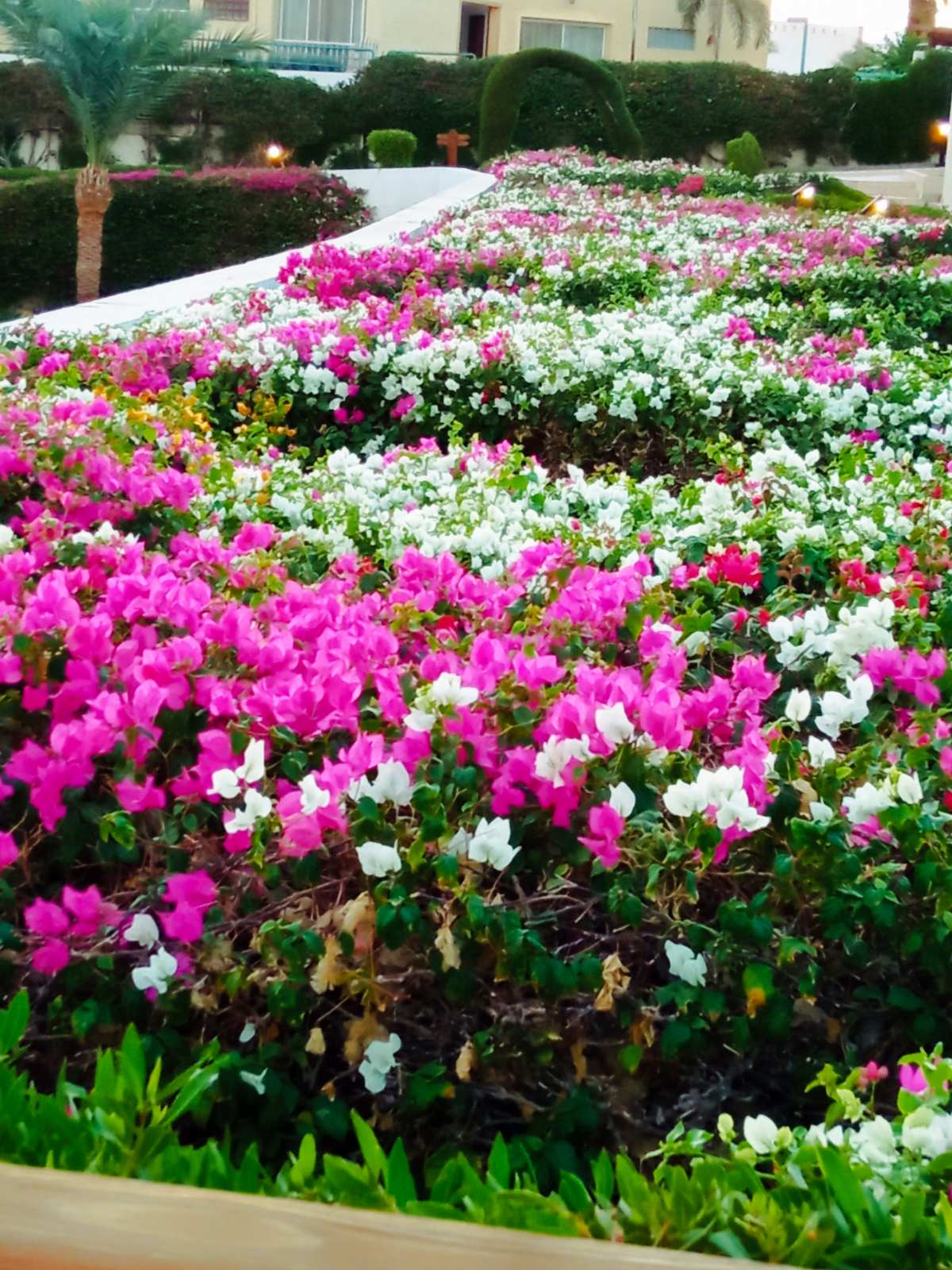 Фото Grand Oasis Resort