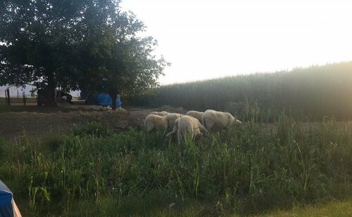 Mosque Kavakkuyu Mosque, Odemis, photo