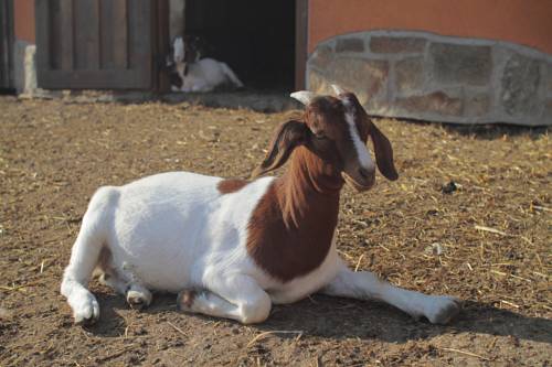 Фото Hotel Horn& xED; Dv& x16F; r