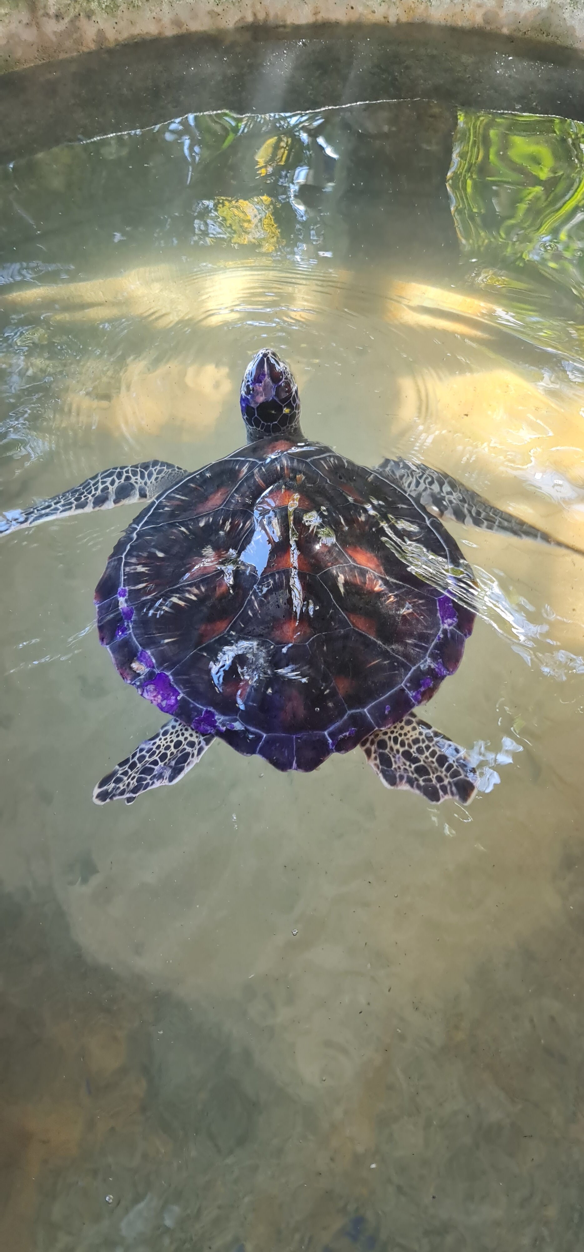 Фото Pandanus Beach Resort & SPA