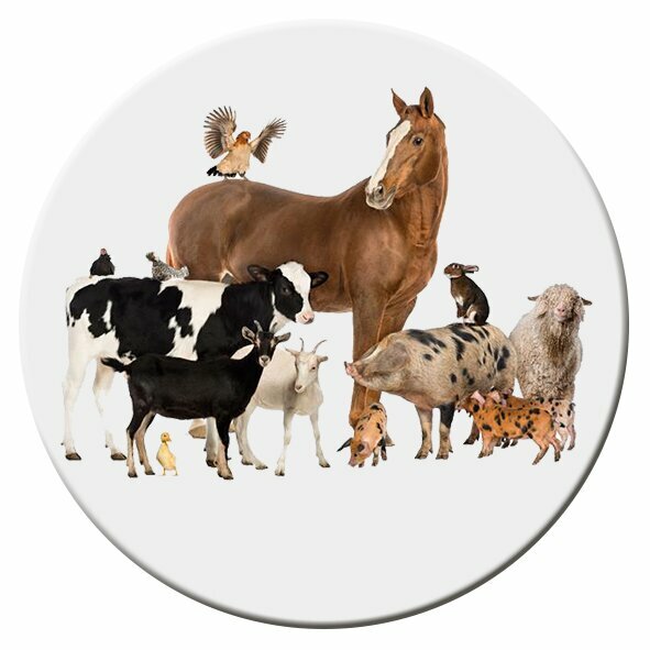 كلية، جامعة Ankara University Faculty of Veterinary Medicine ، أنقرة، صورة