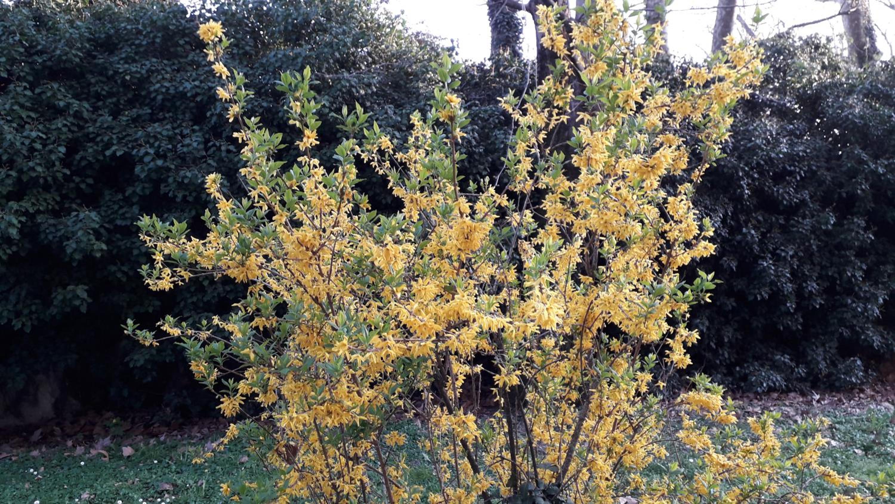 Фото Residence Hotel Siloe