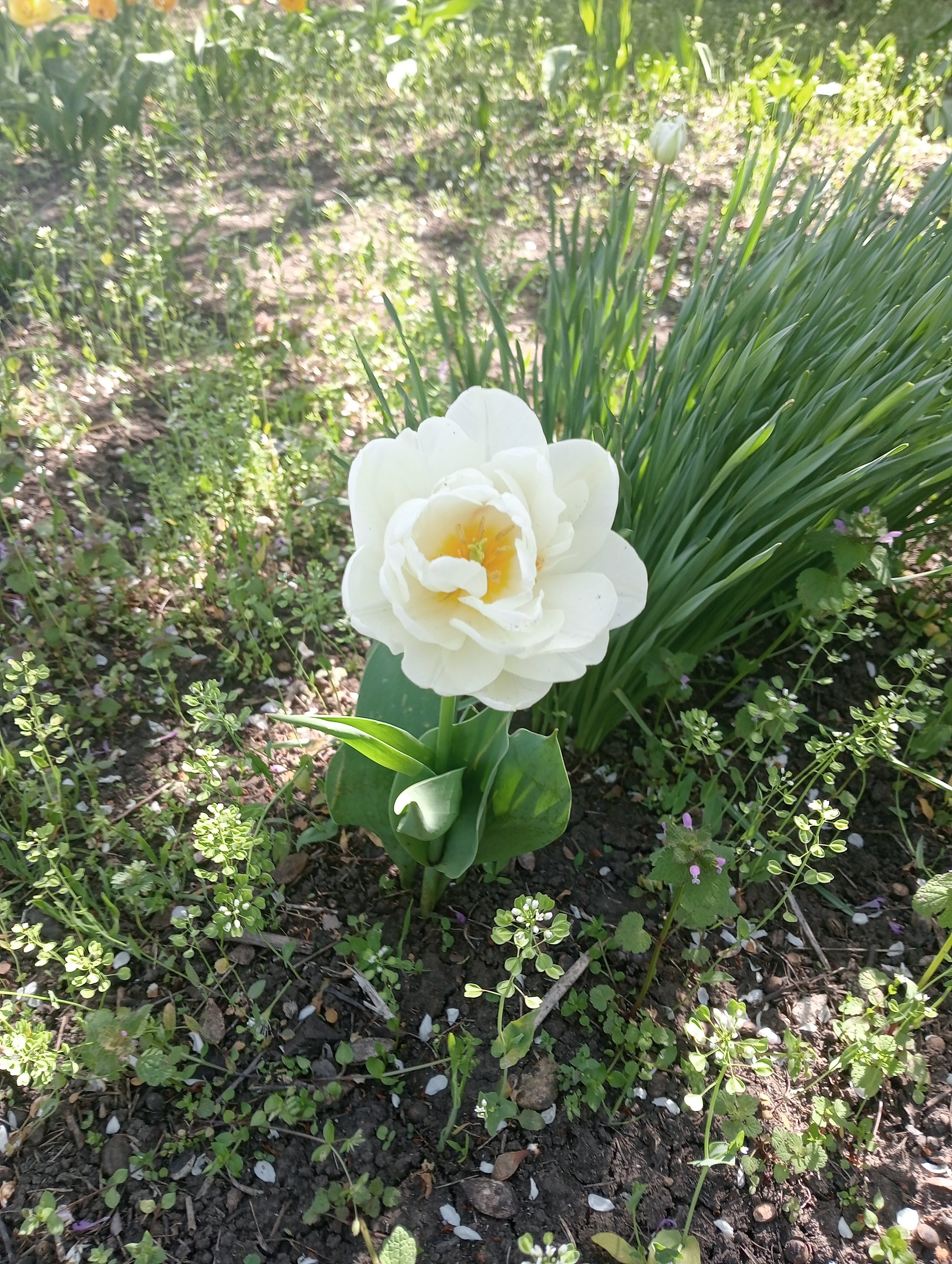 Фото Баунти