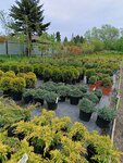 Mospitomnik (Settlement of Lesparkhoz, 6), plant nursery