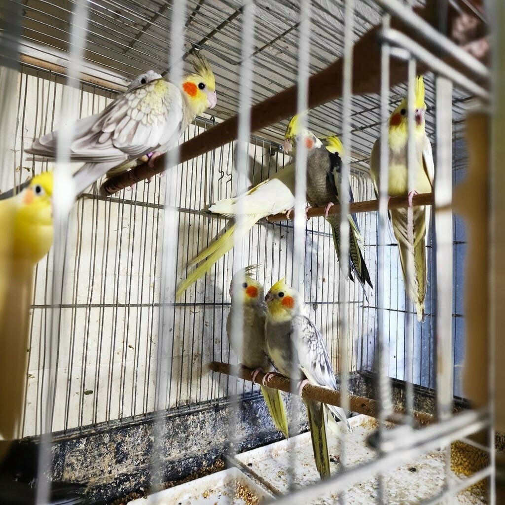 Pet shop Soke Evcilx Petshop, Soke, photo