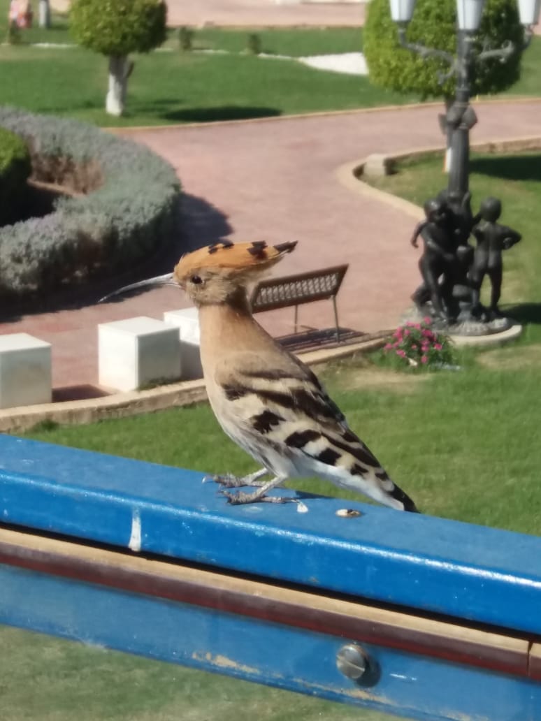 Фото Dreams Vacation Resort - Sharm El Sheikh