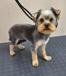 Лапочка (Ulyany Gromovoy Street, 66), pet salon