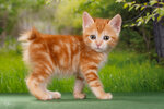 Order of the Phoenix cattery (Moscow, Novomoskovskiy Administrative Okrug, Vnukovo District, Samuila Marshaka Street, 20), animal nursery