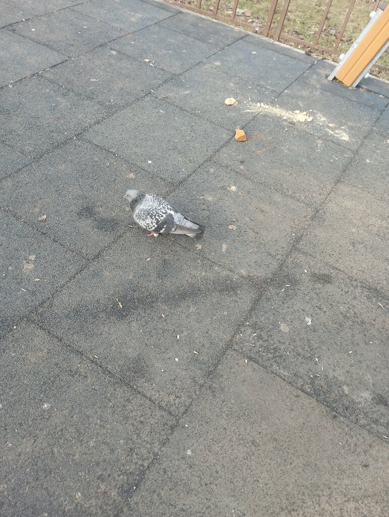 Bench Bench, Tula, photo