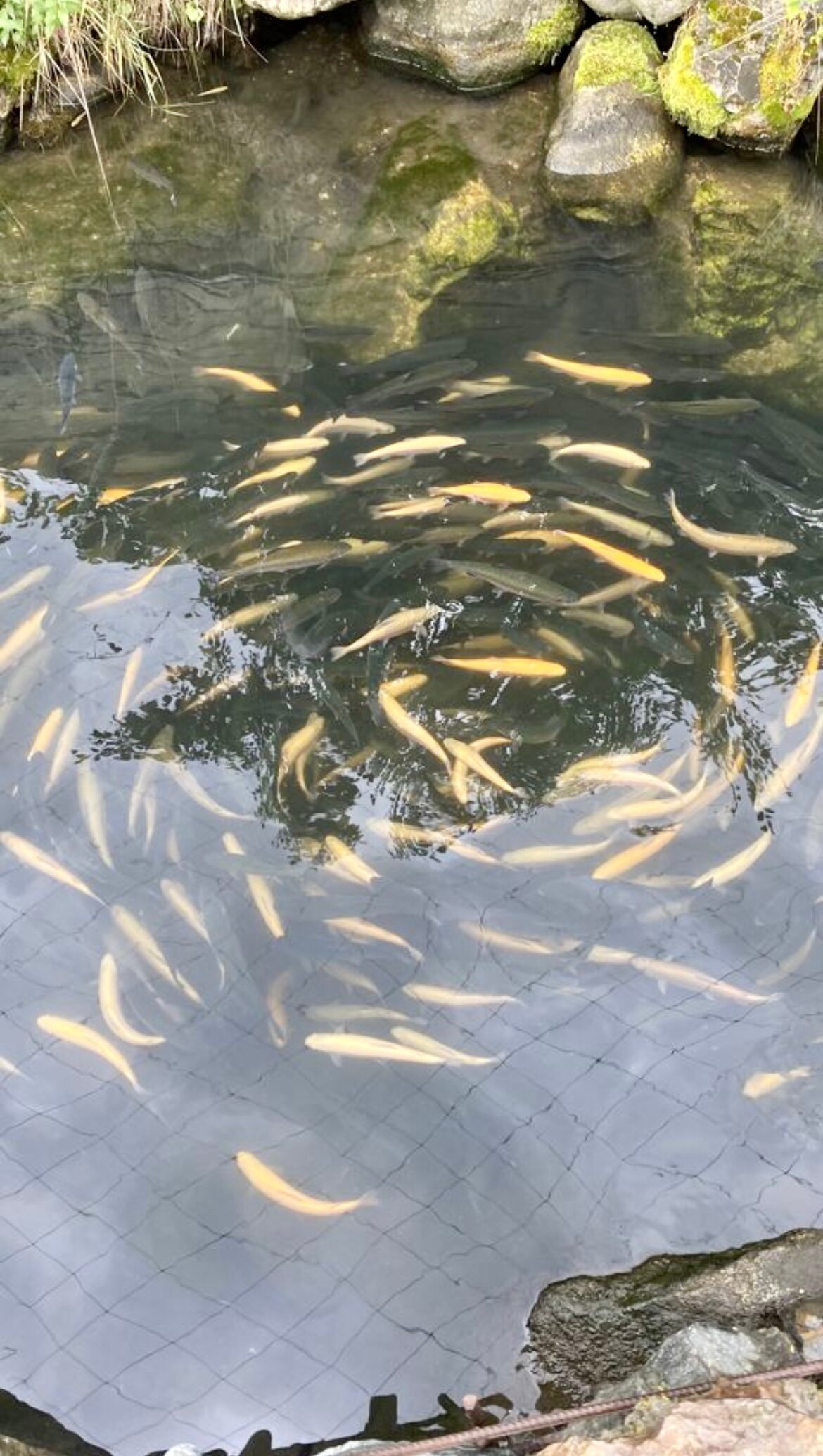 Фото Малинки